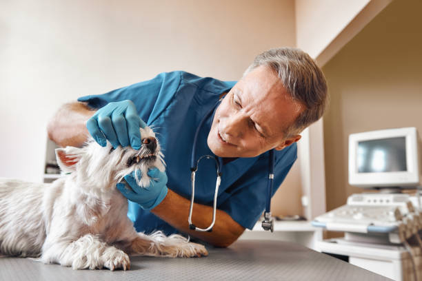 Best Walk-In Emergency Dentist in Middlesborough, KY